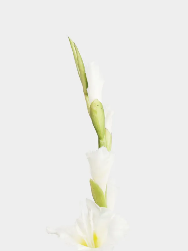 Цветок искусственный, 1 м, Гладиолус, Flower garden, image-3