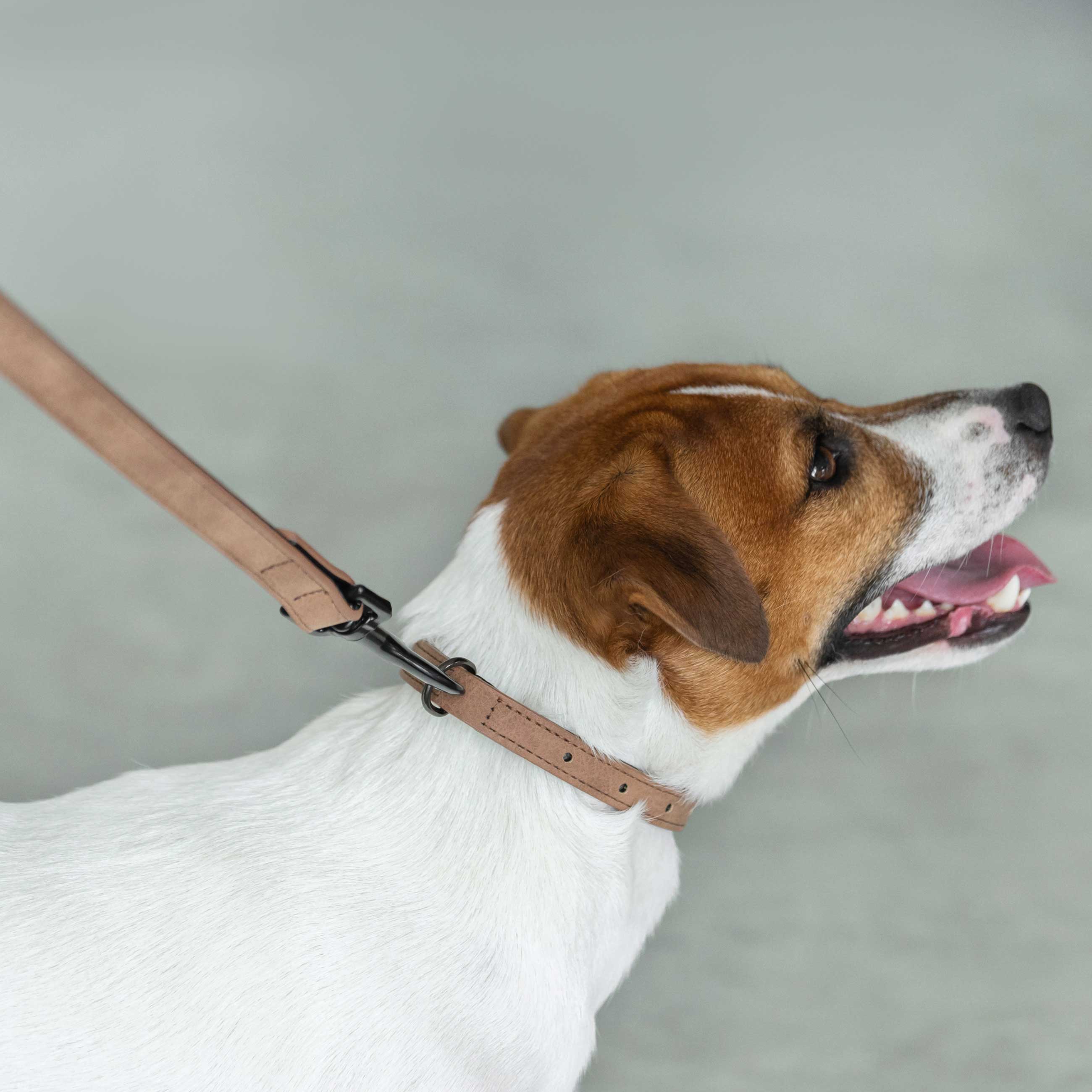 Ошейник для собак, 40 см, единый размер, полиуретан, бежевый, Favorite pet изображение № 4