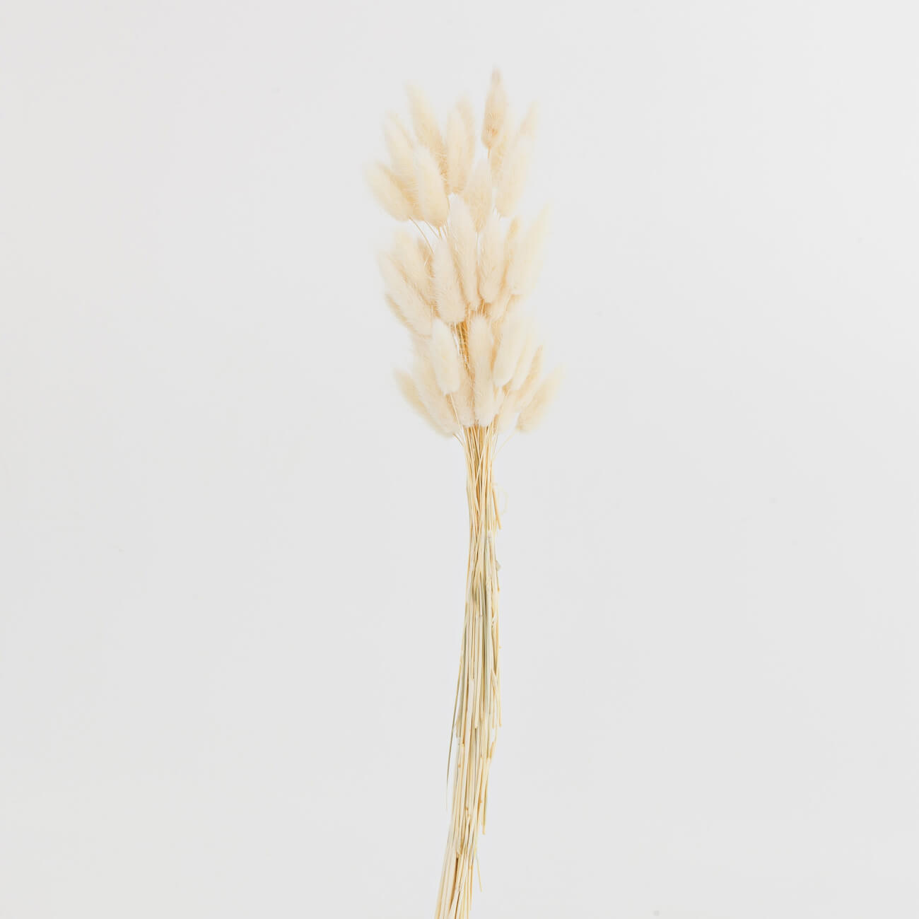 

Букет декоративный, 60 см, сухоцветы, бежевый, Колоски, Dried flower