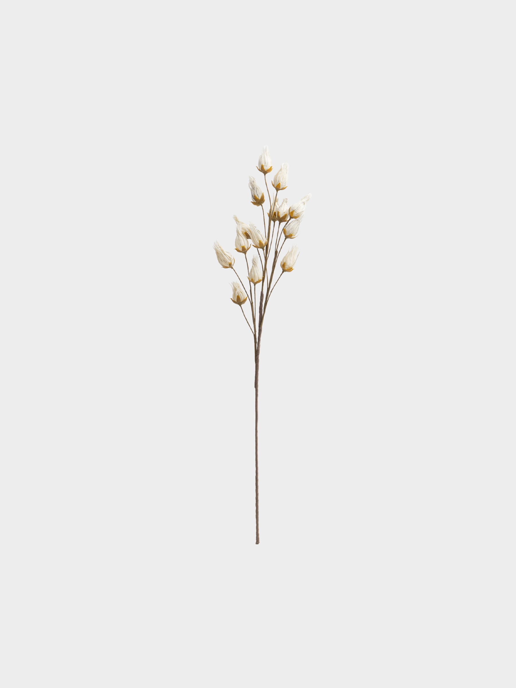 capsule-img