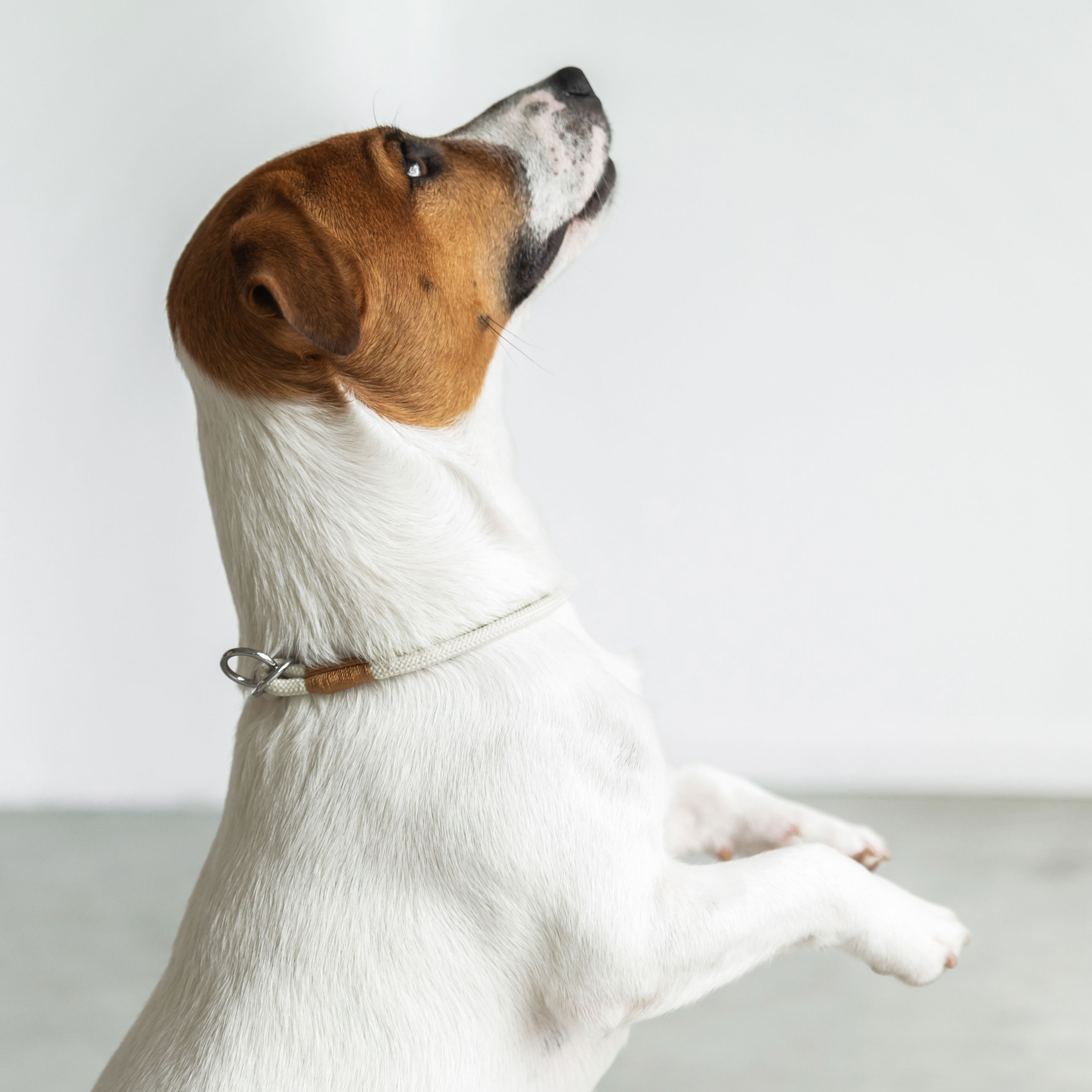 Ошейник-полуудавка для собак, 35 см, размер S, пластик эко, бежевый, Clever pet изображение № 2