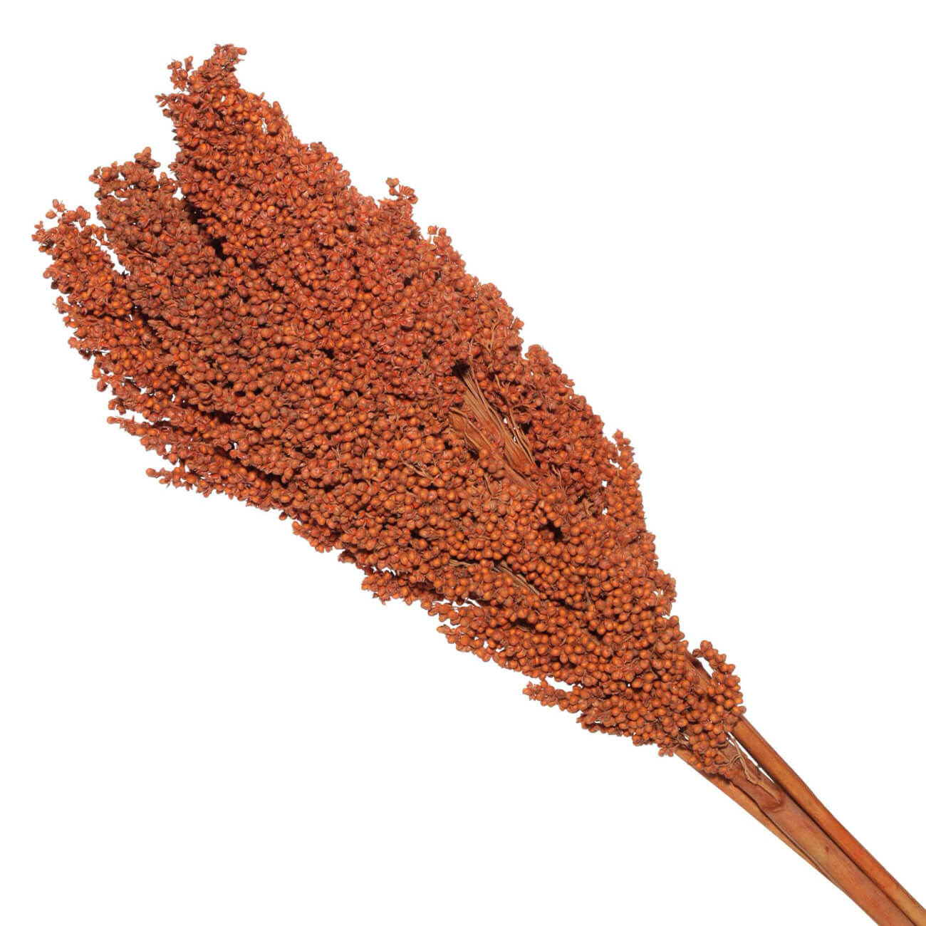 

Ветка декоративная, 60 см, сухоцветы, Злаковые, Dried flower