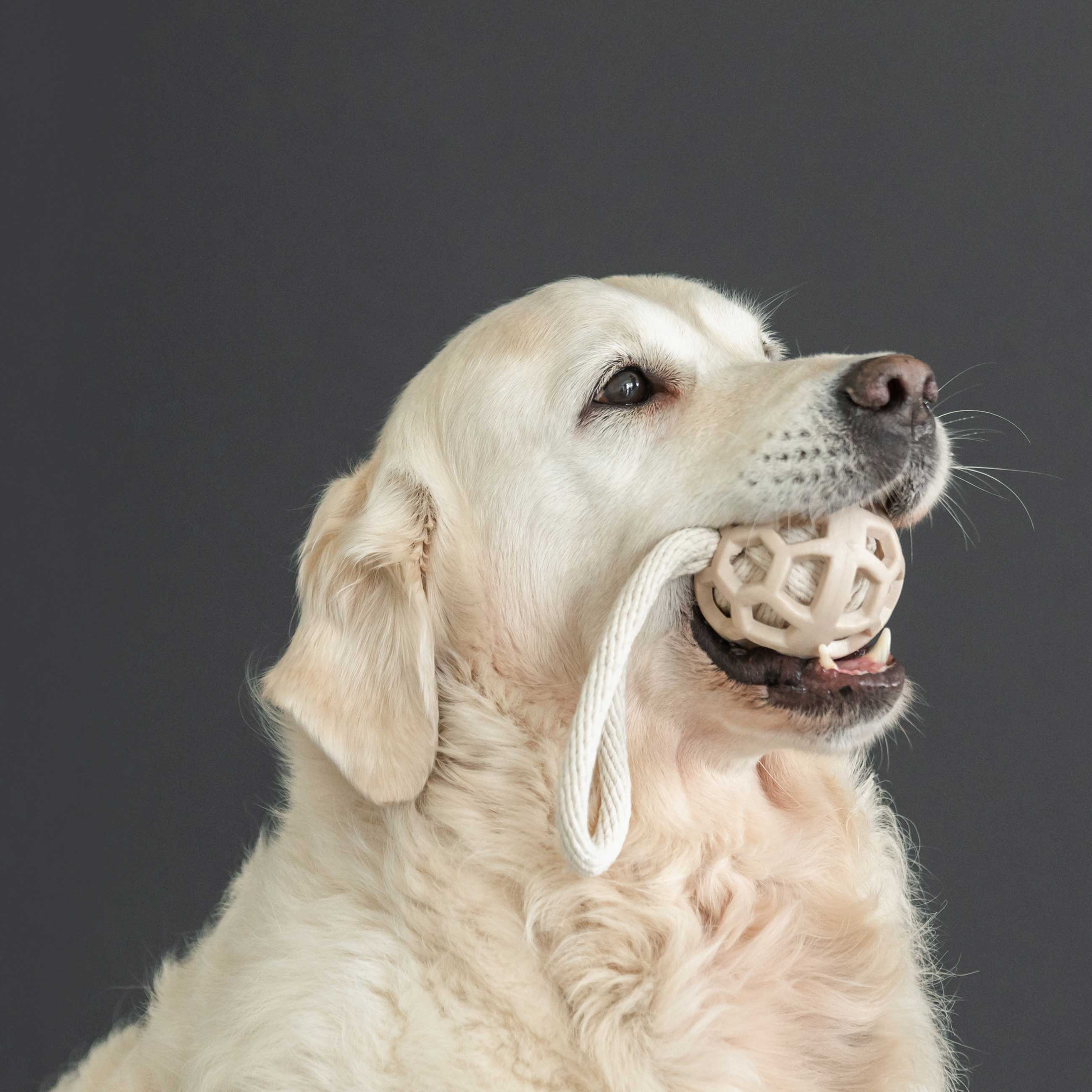 Игрушка для собак, 7х21 см, резина/хлопок, бежевая, Шар на петле, Playful pet изображение № 2