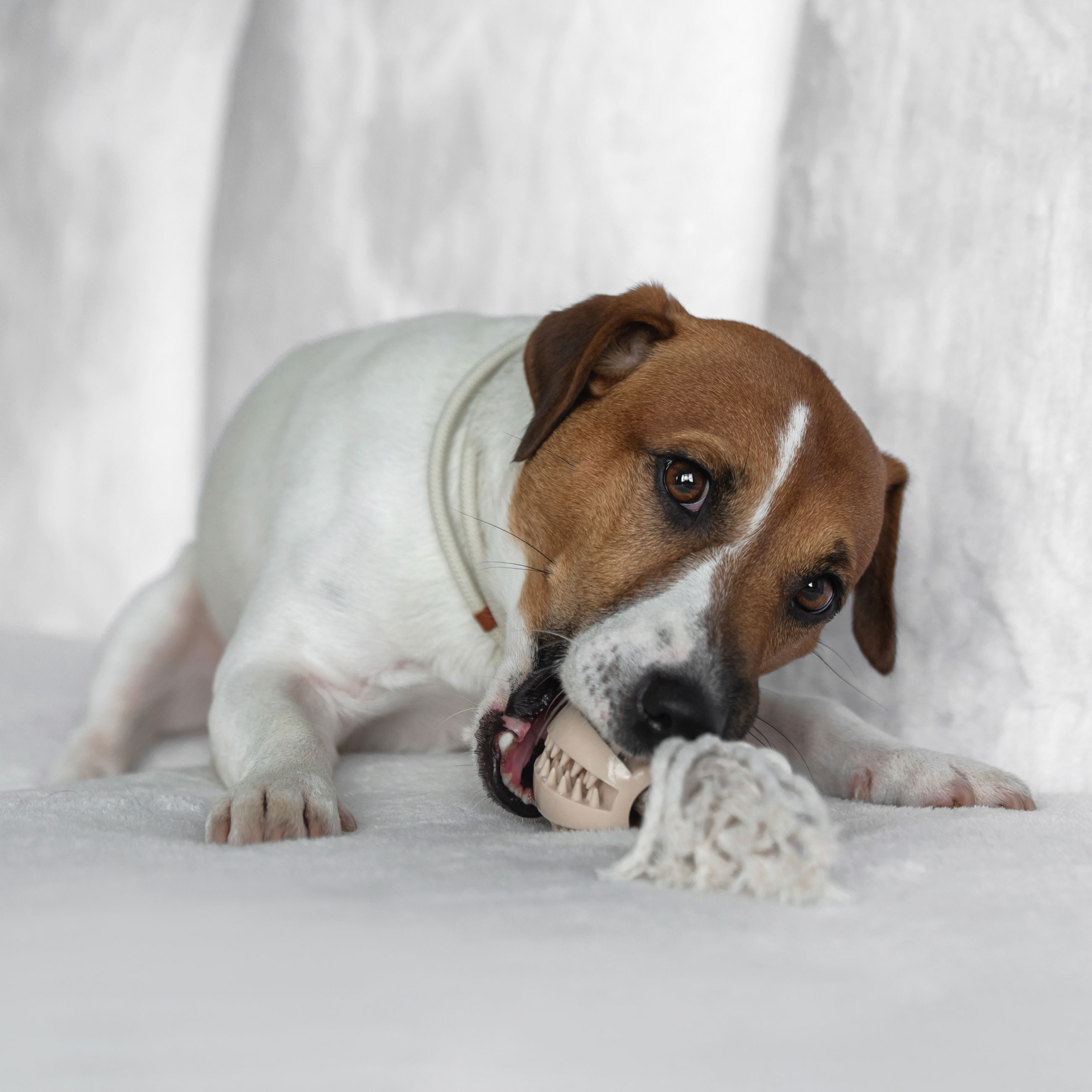 Игрушка для собак, 28 см, резина/хлопок, бежевая, Шар на канате, Playful pet изображение № 2
