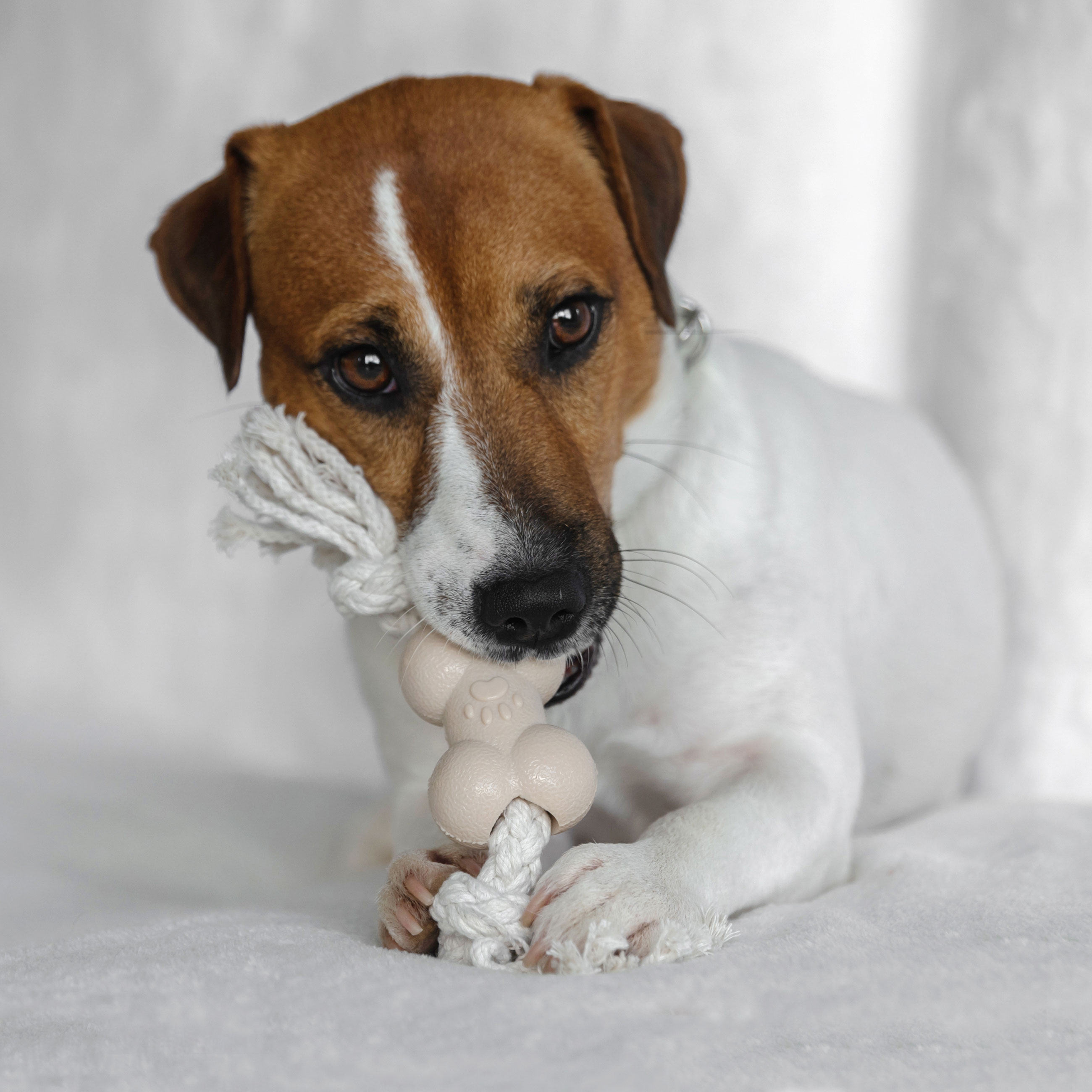 Игрушка для собак, 21 см, резина/хлопок, бежевая, Кость на канате, Playful pet, image-1