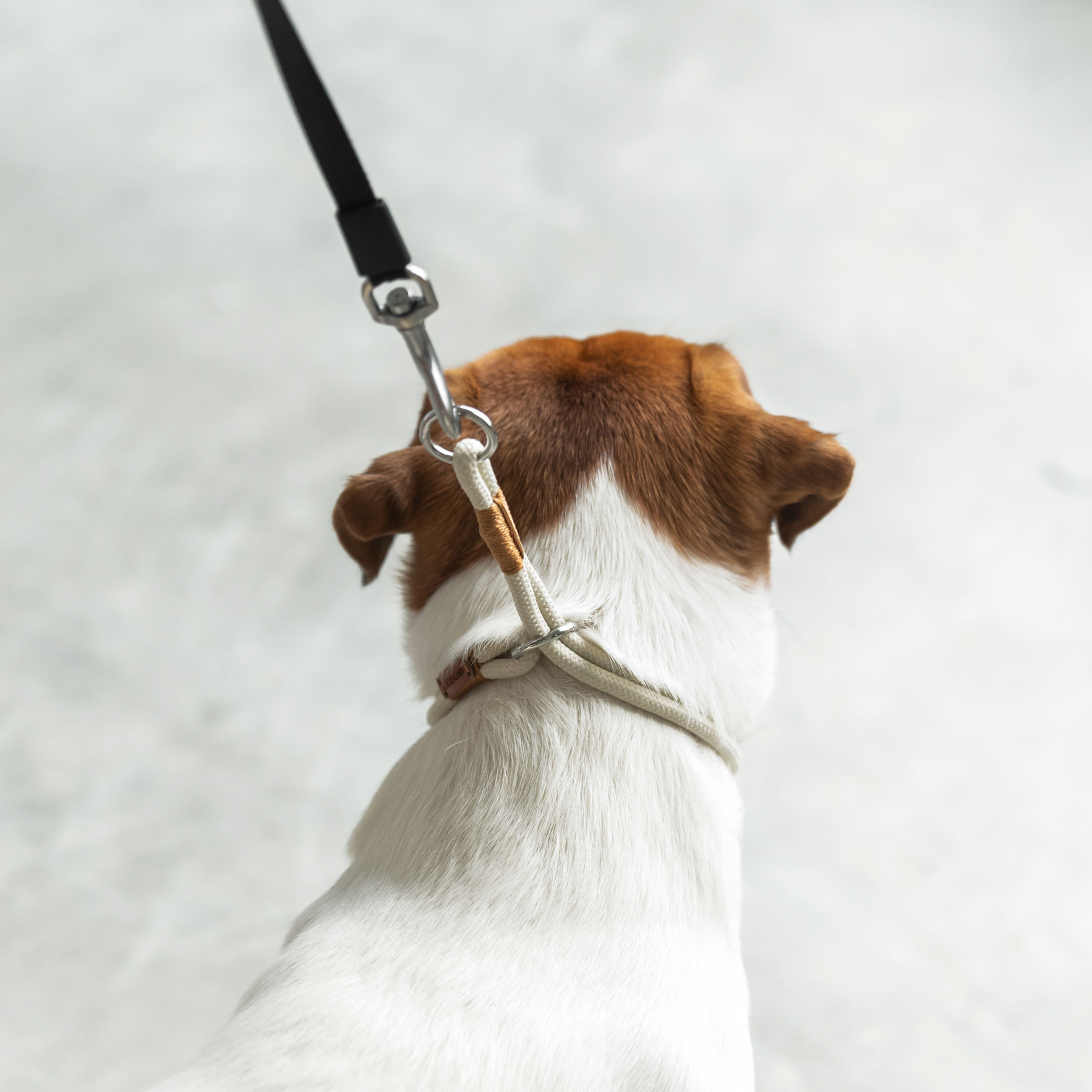 Ошейник-полуудавка для собак, 35 см, размер S, пластик эко, бежевый, Clever pet изображение № 3