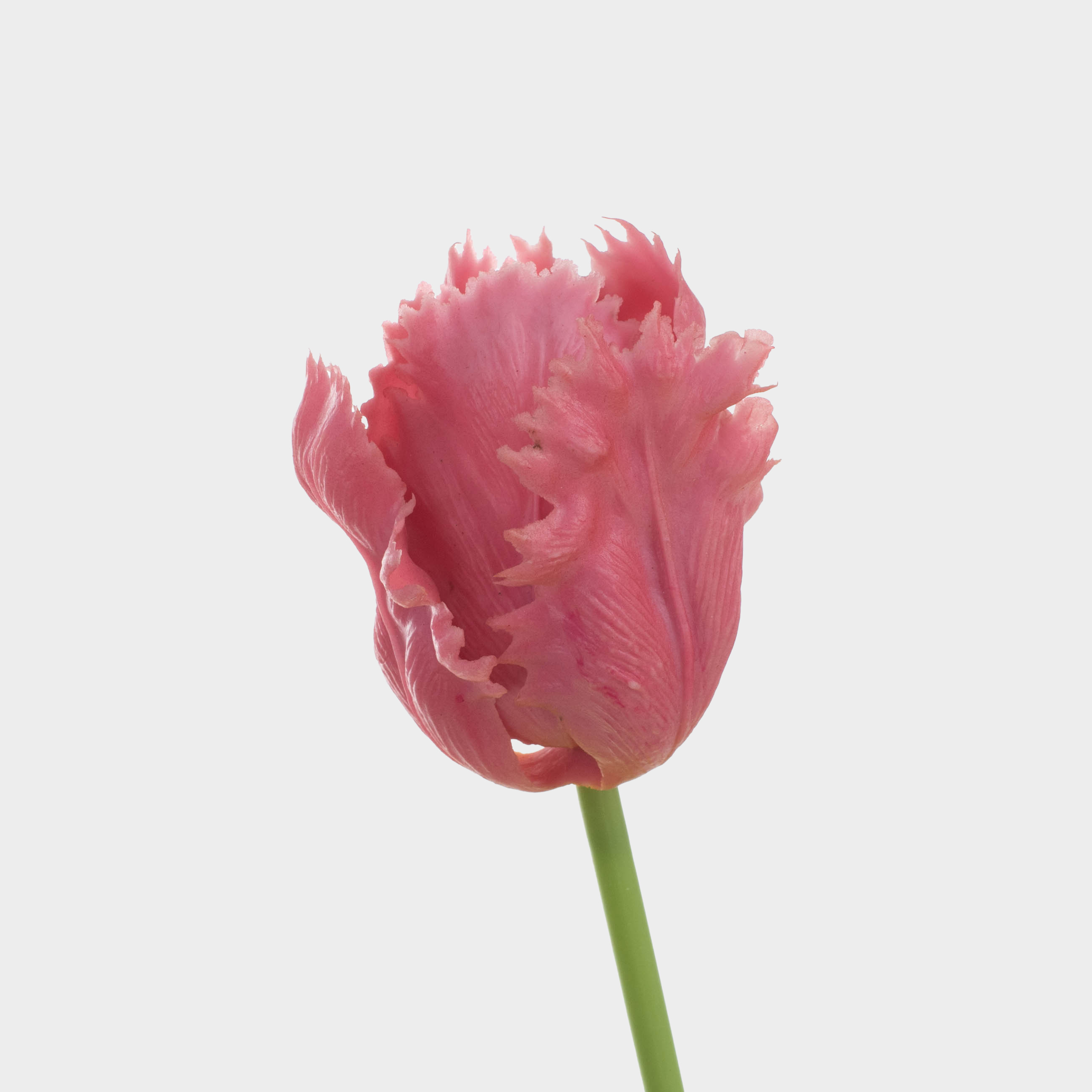 Цветок искусственный, 39 см, пластик/металл, Лиловый тюльпан, Tulip garden, image-2