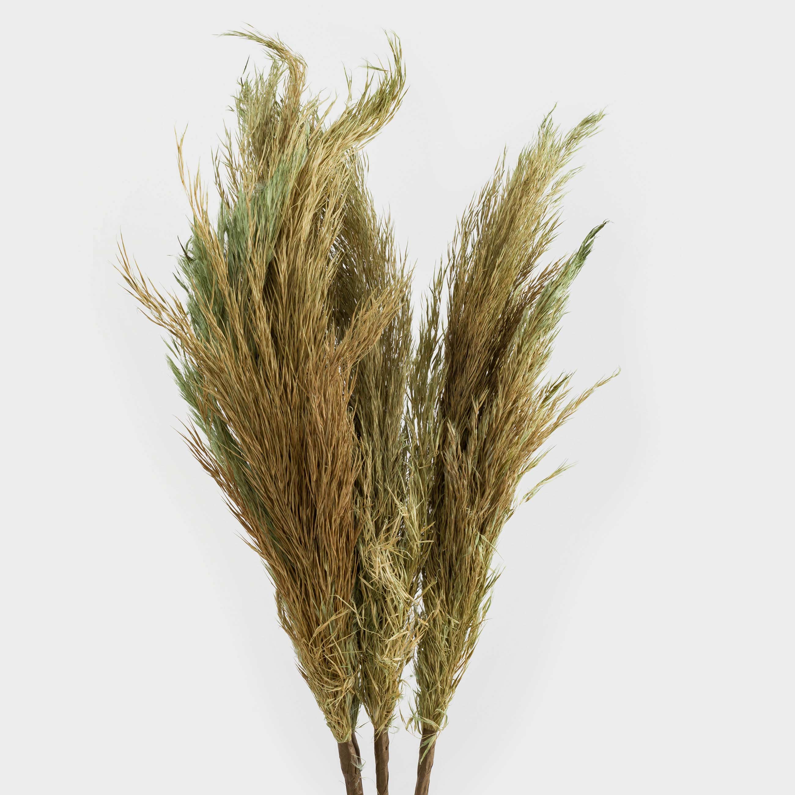 Ветка декоративная, 70 см, сухоцветы, Колосья, Dried flower, image-1
