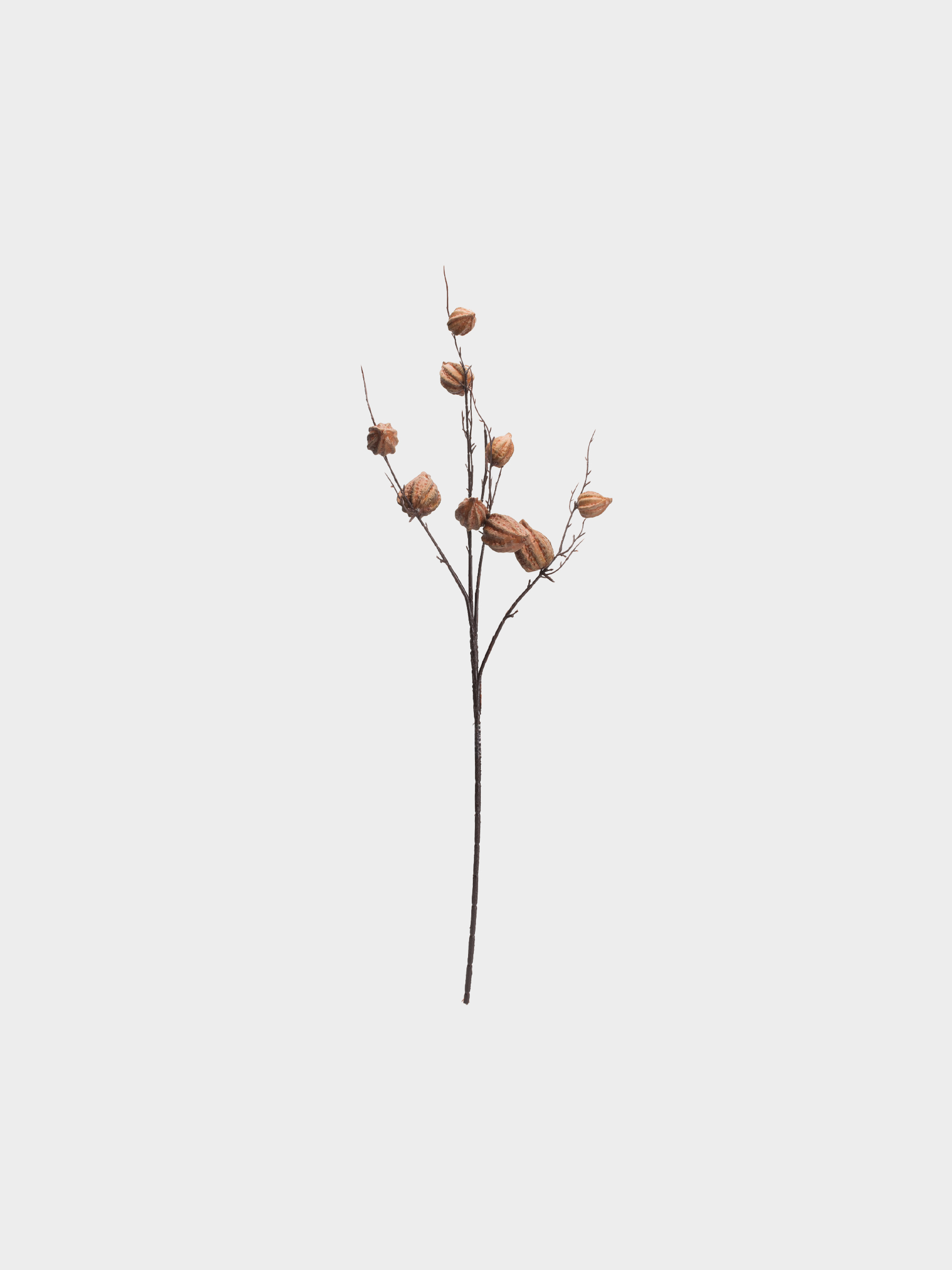 capsule-img