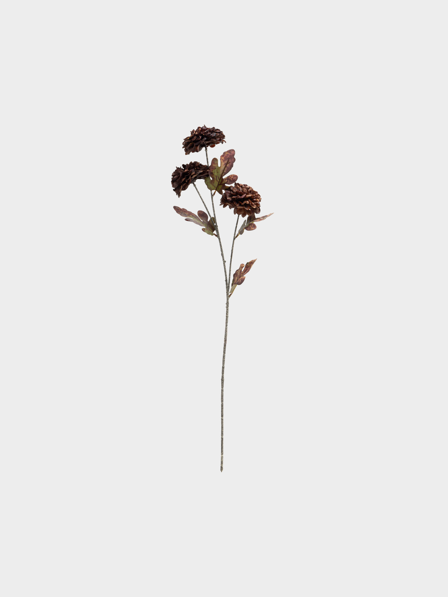 capsule-img