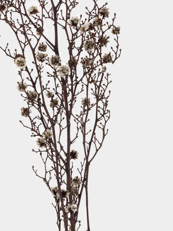 Ветка декоративная, 63 см, сухоцветы, Черно-белая стиллингия, Dried flower, image-2