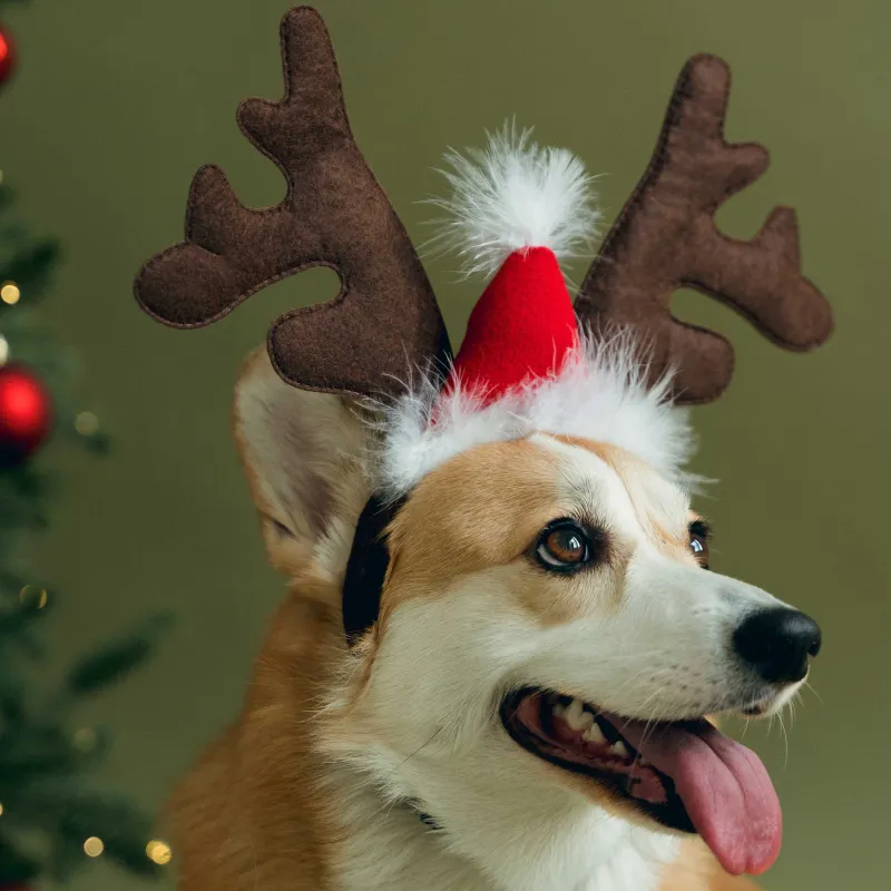 Ободок карнавальный для собак, 32х28 см, полиэстер, коричневый, Оленьи рожки, Christmas pet, image-4