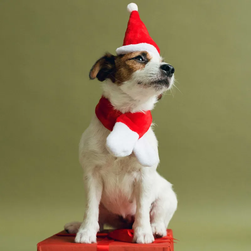 Набор карнавальный для животных, 2 пр, шарф/шапка, полиэстер, красный, Санта, Christmas pet, image-4