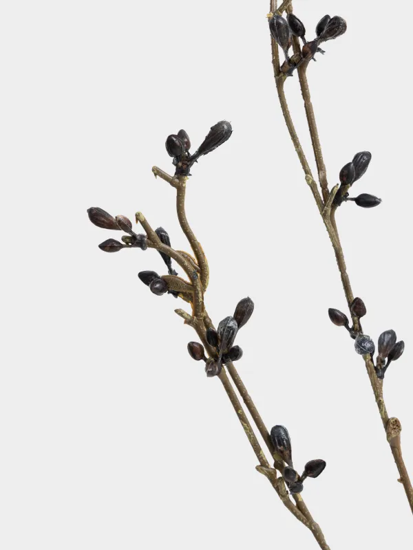 Ветка декоративная, Blue berry, image-3