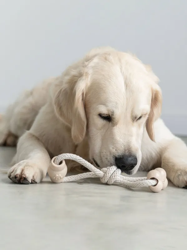 Игрушка для собак, Кость и бочка на канате, Playful pet, image-1