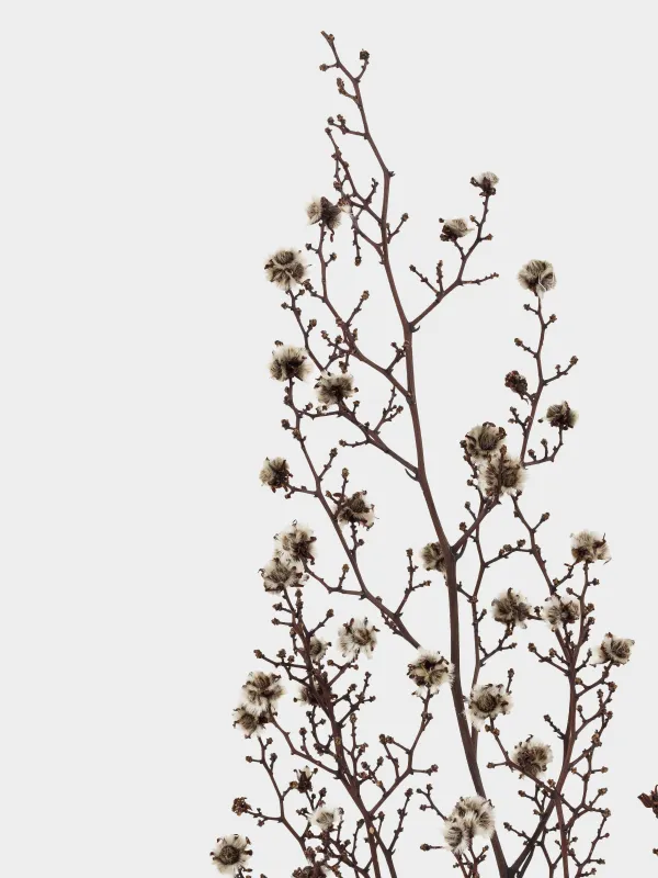 Ветка декоративная, 63 см, сухоцветы, Черно-белая стиллингия, Dried flower, image-3