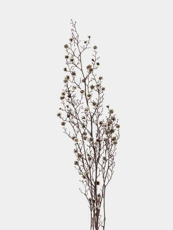 Ветка декоративная, 63 см, сухоцветы, Черно-белая стиллингия, Dried flower, image-1