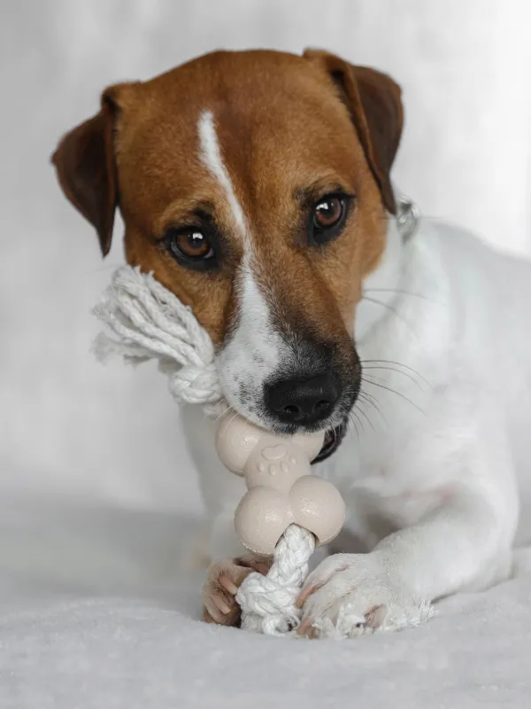 Игрушка для собак, Кость на канате, Playful pet, image-4
